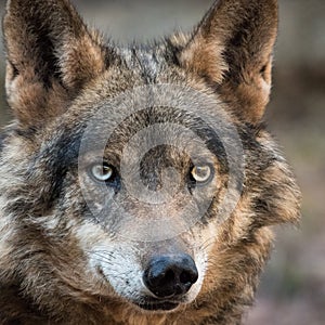 Female of iberian wolf Canis lupus signatus photo