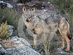 Female iberian wolf Canis lupus signatus winking an eye