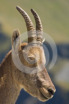 Female ibex