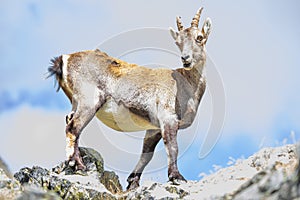 A female ibex specimen