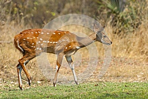 Female Imbabala or Cape bushbuck Tragelaphus sylvaticus, Sandibe Camp, adjacent to the Moremi Game Reserve, Okavango Delta,