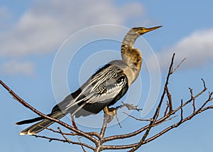 Female or Immature Anhinga, Florida