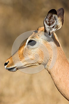 Female Impala