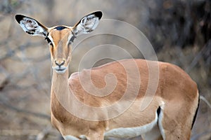 Female Impala
