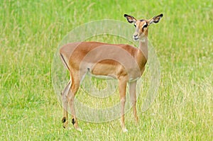 Female Impala