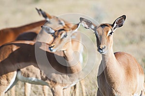 Female Impala