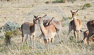 Female Impala