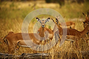 Female Impala.