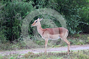 Female Impala (Aepyceros melampus) photo