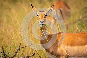 A female impala Aepyceros melampus eating, Lake Mburo National Park, Uganda.