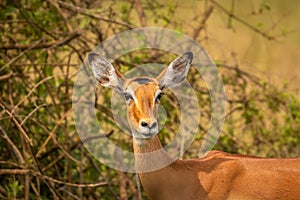 A female impala Aepyceros melampus looking alert, Lake Mburo National Park, Uganda. photo