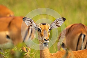 A female impala Aepyceros melampus looking alert, Lake Mburo National Park, Uganda. photo