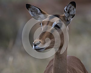 Female Impala, Aepyceros melampus, looking at camera