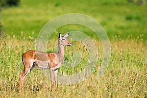 Female impala antelope photo