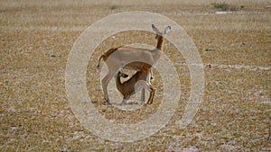 Female Impala Antelope Feeds Milk To Her Baby Calf In African Savanna