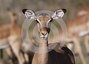 Female Impala - Botswana photo