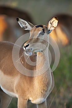 Female Impala - Botswana
