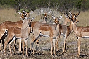 Female Impala - Botswana photo