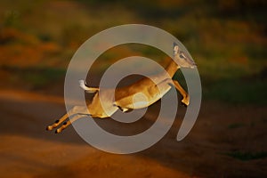 Female impala with catchlight jumping across road