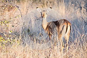 Female Impala grazing