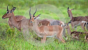 Female Impala with the herd