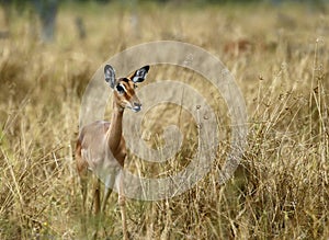 Female Impala.