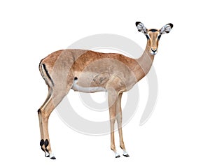 Female impala isolated photo