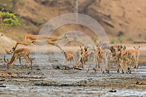 Female Impala jumping across mud