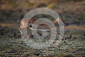 Female impala jumping across plain in mid-air