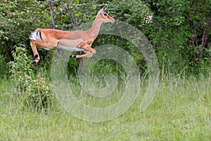 Female Impala Jumping photo