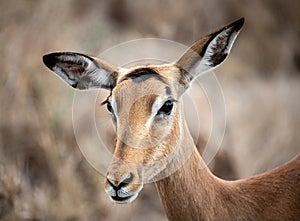 Female Impala portrait (Aepyceros Melampus), Krueger National Park photo