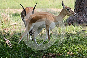 Female Impala