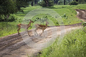 Female impala with young impala. Tarangire National Park - Wildlife Reserve in Tanzania, Africa