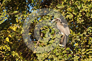 Female Indian grey hornbill on a tree.