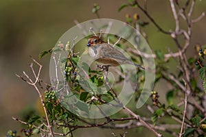 Female Indigo Bunting feeding on berries - 2