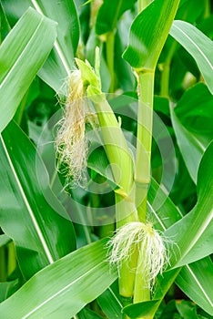Female inflorescense of maize, Zea mays photo