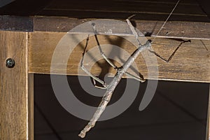 female insec stick on a wooden bench with copy space, Phasmatidae photo