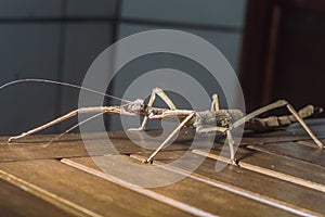 female insec stick on a wooden bench with copy space, Phasmatidae photo