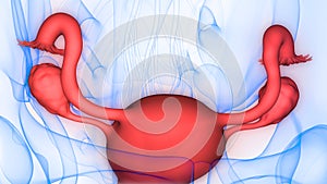 Female Internal Organs Reproductive System Anatomy