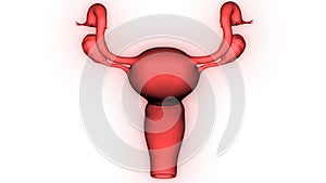 Female Internal Organs Reproductive System Anatomy