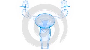 Female Internal Organs Reproductive System Anatomy