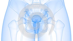 Female Internal Organs Reproductive System Anatomy