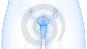 Female Internal Organs Reproductive System Anatomy