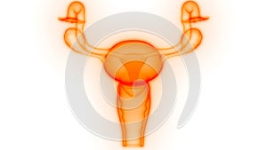 Female Internal Organs Reproductive System Anatomy