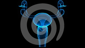 Female Internal Organs Reproductive System Anatomy