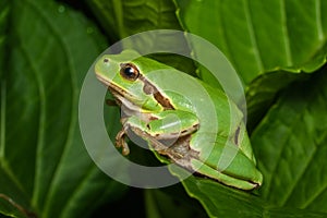 Female of the Italian tree frog Hyla perrini