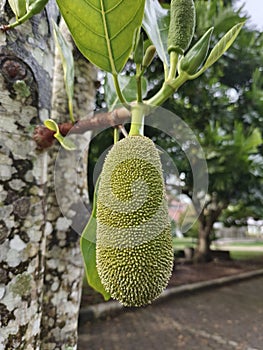 female jackfruit flowers which will develop into fruit