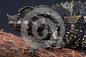 Female Jackson's chameleon