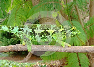 Female Jackson's Chameleon lizard, Chama