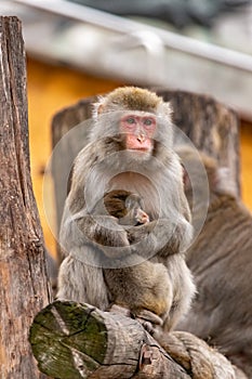 A female Japanese macaque embraces a cub. Macaca fuscata.